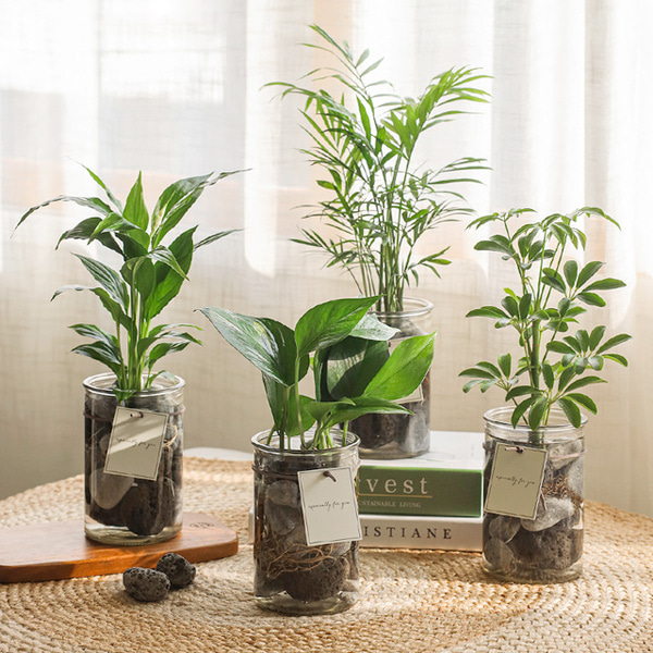 [plant] 공기정화식물 4종 - 수경재배화병세트(10x15)