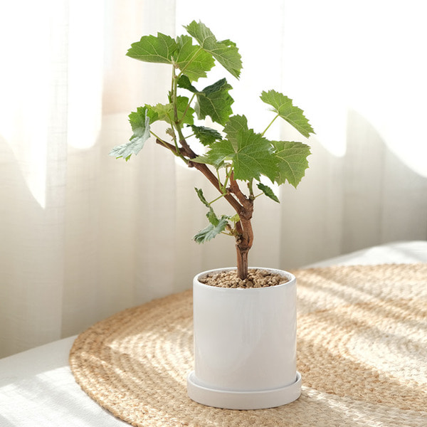 [plant] 샤인머스켓 키우기 나무식물화분set