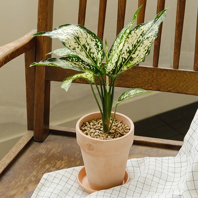 [plant] 스노우사파이어 식물화분set